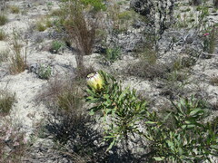 Protea neriifolia