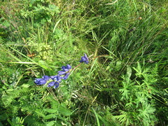 Gentiana decumbens