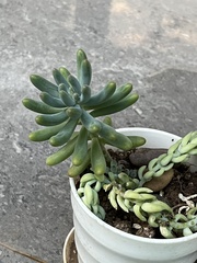 Sedum pachyphyllum
