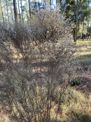 Eupatorium compositifolium
