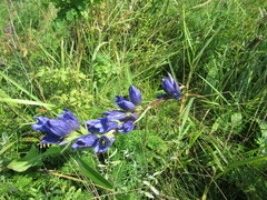 Gentiana decumbens