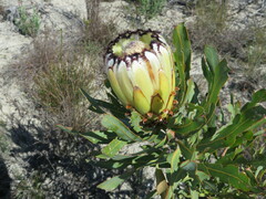 Protea neriifolia