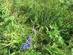 Gentiana decumbens
