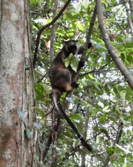 Dendrolagus lumholtzi