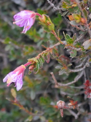Rhodothamnus chamaecistus