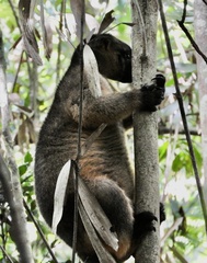 Dendrolagus lumholtzi