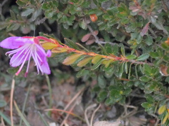 Rhodothamnus chamaecistus