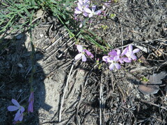 Heliophila juncea