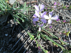 Heliophila juncea