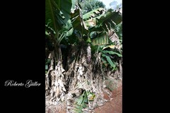Musa × paradisiaca