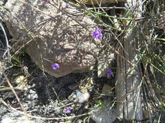 Amphithalea biovulata