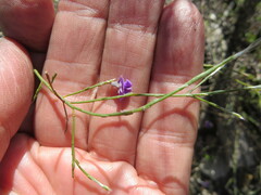 Amphithalea biovulata