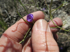 Amphithalea biovulata