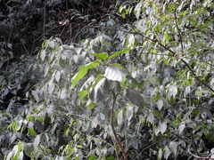 Solanum betaceum