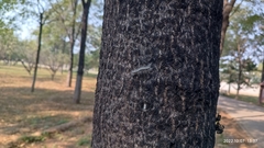 Eucryptorrhynchus scrobiculatus