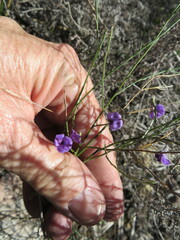 Amphithalea biovulata