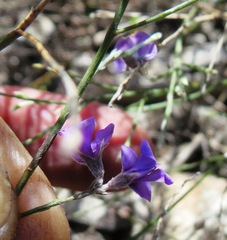Amphithalea biovulata