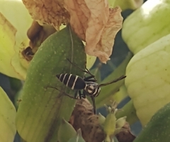 Myrapetra