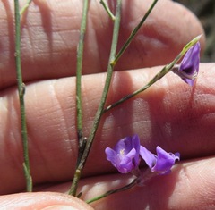 Amphithalea biovulata