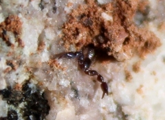 Pseudoscorpiones