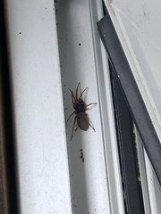 Araneomorphae