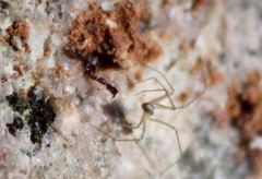 Pseudoscorpiones