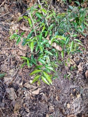 Myrtaceae