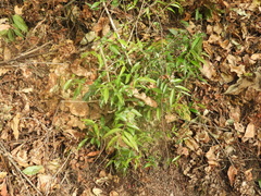 Myrtaceae