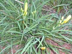 Hemerocallis lilioasphodelus