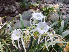 Hymenocallis acutifolia