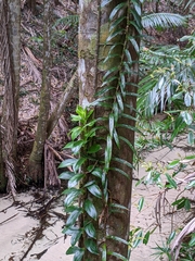 Freycinetia scandens