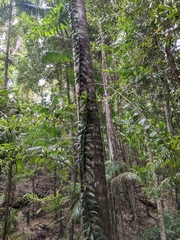 Freycinetia scandens