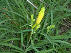 Hemerocallis lilioasphodelus