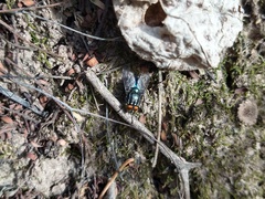 Sarconesiopsis magellanica