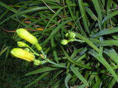 Hemerocallis lilioasphodelus