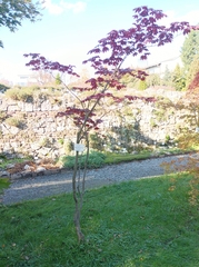 Acer japonicum