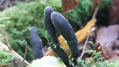 Xylaria