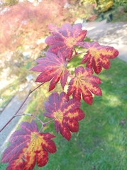 Acer japonicum