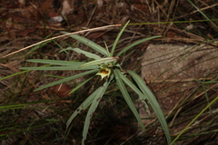Hibbertia longifolia