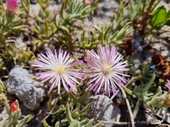 Mesembryanthemum canaliculatum