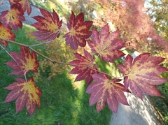 Acer japonicum