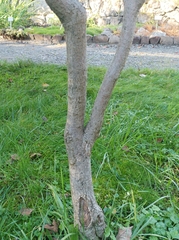 Acer japonicum