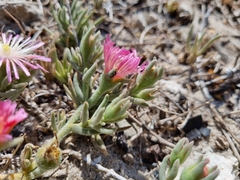 Mesembryanthemum canaliculatum