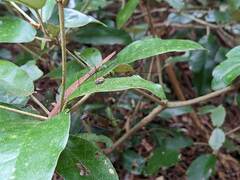 Leiobunum