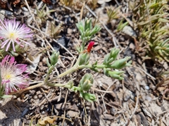 Mesembryanthemum canaliculatum