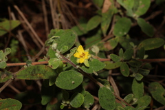 Hibbertia nemorosa