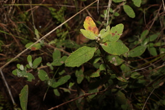 Hibbertia nemorosa