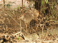Mazama gouazoubira