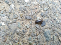 Armadillidium vulgare