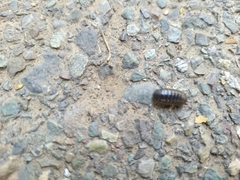 Armadillidium vulgare